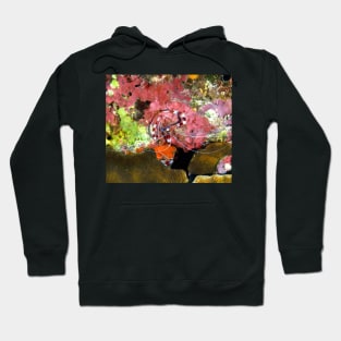 Banded Coral Shrimp on Colorful Coral Hoodie